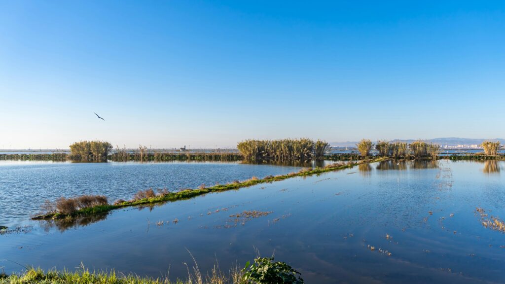 Boat excursion through Albufera Natural Park near Valencia
